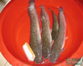 胡子鲶介绍