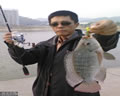 罗非鱼介绍