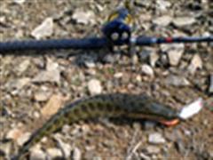 2013黑鱼最后一波流，波爬为王！