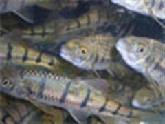 一个人的马口基地——《五》路马口，钓石斑