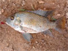 爆钓之路--大六喜破三处