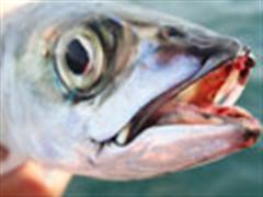 国王，一路走好！