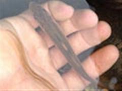 飞蝇、摄影和随笔（二）——牛溪河