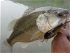 BASS钓-快慢一线间！