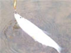 【一路江湖】之---初冬大红！