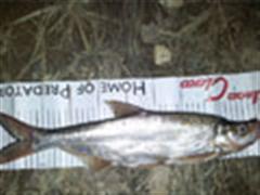 很充实的夜钓，与众分享！