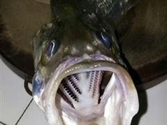 钓鱼日记之湘江记录翘嘴