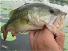 BASS钓-对比鲜明的新秀墙：遭遇挑战！！