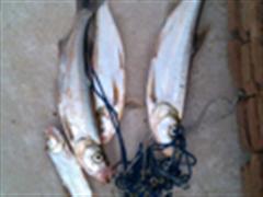 早口，和时间赛跑