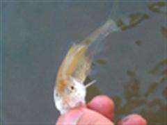 暑假回家探钓数次，溪流路亚魅力无穷