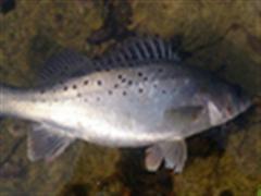 老猫探路记----------第五集（中鱼大杂烩）！