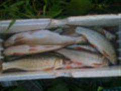 暴掉，红眼也疯狂