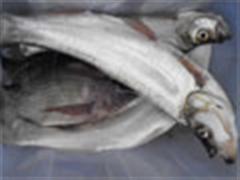 低碳上“路”体验放流