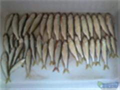 马口，马口，除了马口还是马口