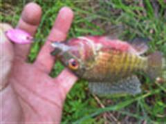 路亚罗非的暴扣之旅 及 DIY铅头钩技法--路亚DIY群：小东