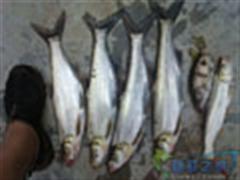 【一路江湖】之---疯狂“群攻”！