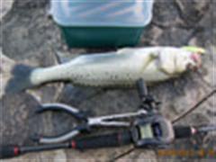 皓月海路----送燕迎鲈鱼篇 ！