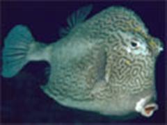 若干海鱼的钓法