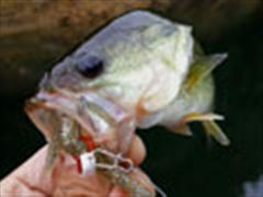 挑战软饵 挑战耐心 挑战鲈鱼