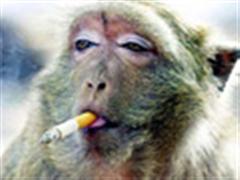 我的铅笔都属猴