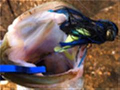 破淡水野鲈@海围被虐