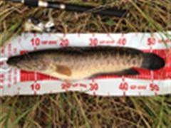 科尼大鱼榜—科尼攻击AG-S702/2.1米/M调 黑鱼60+ 净重6.2市斤