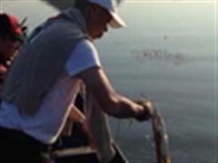 金秋九月湖北十堰，鳡鱼的诱惑