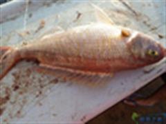 西沙,西沙．．．．．．