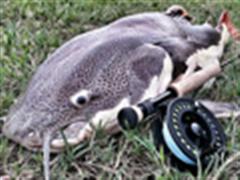 飞蝇钓泰国怪兽池钓场 ！爽 ！爽 ！爽！- BKKGUY