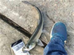 陆大师江南游钓第一季01