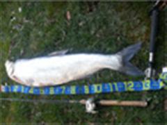 巨物再现，涉钓英雄路亚精英走肖二少擒获1.3米35磅巨翘嘴