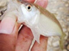 从化路亚攻略（真正的从化路亚全面攻略）