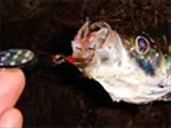 梦湖美六六（且路且放，细水长流）