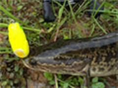 每天2小时 今年黑鱼开始了