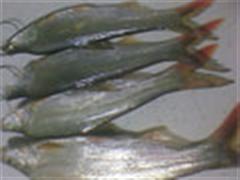 梦湖美十一（不见翘嘴，暴打红尾）