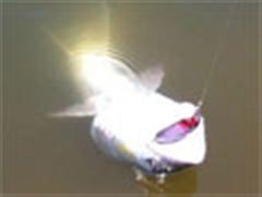 渔与鱼之意料之外的鳡鱼破处