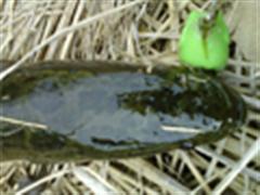 KDR战队 4月20老黑1条小黑2条！