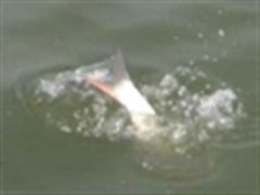 柘林湖，十天十夜的疯狂——小毛出品