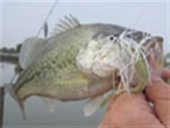 BASS钓-探寻新场地，疯狂的水面炸裂