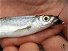 飞蝇、摄影和随笔（八）——清明