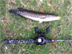 渔与鱼之江垭虎斑行、迟到的黑鱼