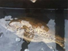 继千岛湖之后 紧水滩人品大爆发