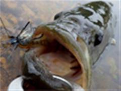 寻轮寻杆终无果 新轮新杆觅巨鲈