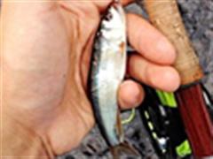 飞蝇、摄影和随笔（九）——绮水