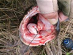 老船长破处，路花，黑鱼60 + 放流三条