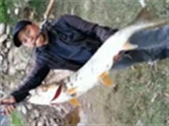 长江支流突遇 巨型鳡鱼（实拍）