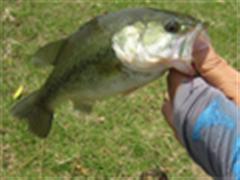 BASS钓-亲爱的，生了么？