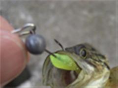 AMBAR 阿末软饵中鱼榜——双尾、小直尾中鱼咬饵图