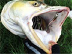 爆尺“鱤”觉，圆梦＂米级＂