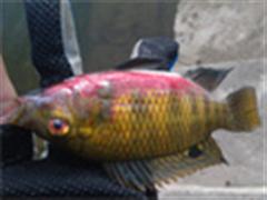 小小鱼之中山欢乐行